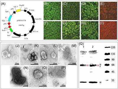 Virus-Like Particles Derived From a Virulent Strain of Pest des Petits Ruminants Virus Elicit a More Vigorous Immune Response in Mice and Small Ruminants Than Those From a Vaccine Strain